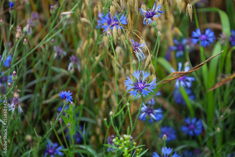 Fototapeta premium Vibrant blue cornflowers bloom gracefully among golden cereal stalks in a sunny wild field. Gentle wildflowers create a picturesque natural landscape on a bright summer day.