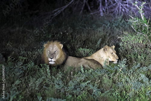 Photography The lion (Panthera leo melanochaita) is a large cat of the genus Panthera, currently ranging only in Sub-Saharan Africa and India