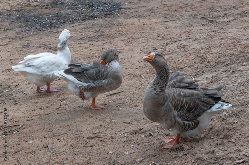 Foto Group of grey and white domestic geese resting on dry sandy ground, farm birds with orange bills and layered plumage photographed together outdoors in Western Australia