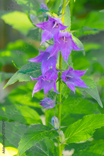 Cuadro en lienzo Bellflower broadleaf is a perennial herbaceous plant 70-150 cm tall, upright