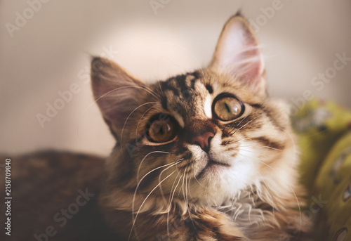 Canvastavla Curious tabby cat lay loose, lounging comfortably at the window on a sunny day