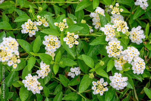 Cuadro en lienzo Flowering shrub with white and yellow blossoms among fresh green leaves, creatin