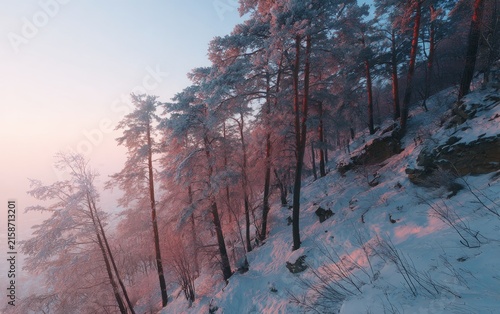 Snowy pine forest at dawn