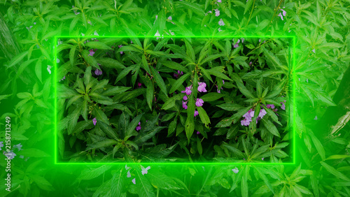 Fresh Green Garden Leaves with Glowing Neon Rectangle Frame Background