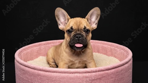 Cute French bulldog puppy sitting in a pink round bed against a black background