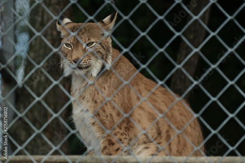 wild lynx in the zoo