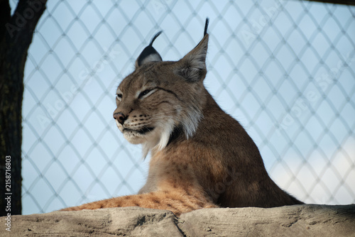 wild lynx in the zoo