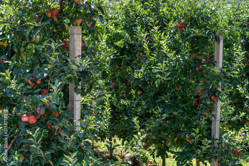 Cuadro en lienzo Apples from Trentino-Alto Adige
