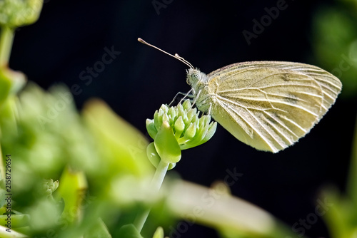 Konstfotografi Kleiner Kohlweißling ( Pieris rapae ).