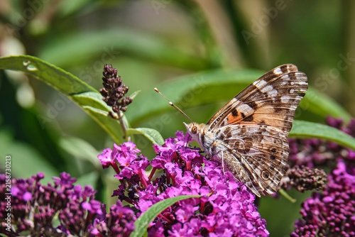 Distelfalter ( Vanessa cardui ).