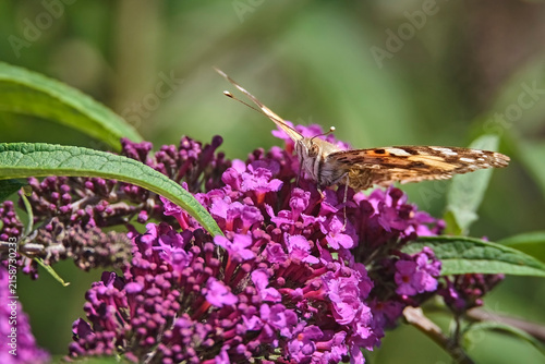 Distelfalter ( Vanessa cardui ).