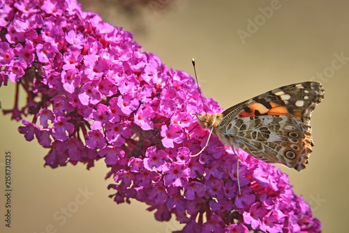 Distelfalter ( Vanessa cardui ).