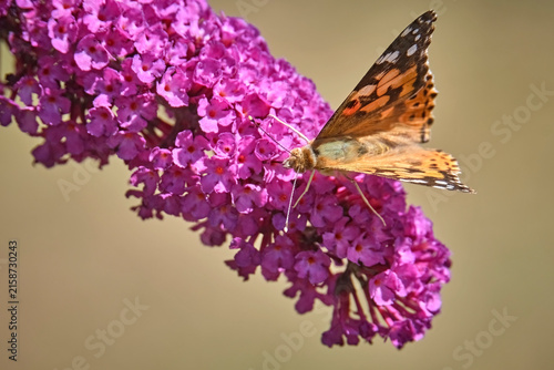 Distelfalter ( Vanessa cardui ).
