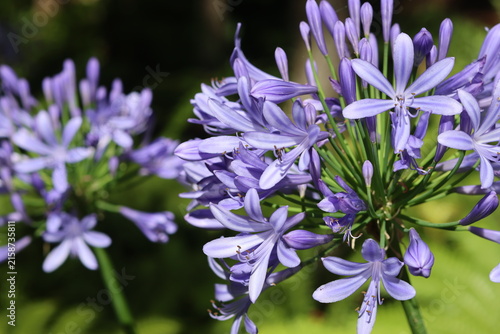 Fleurs d'agapanthes bleues violettes en gros plan à Madère au Portugal