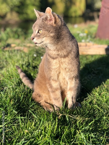 shorthaired tabby cat sitting in the garden