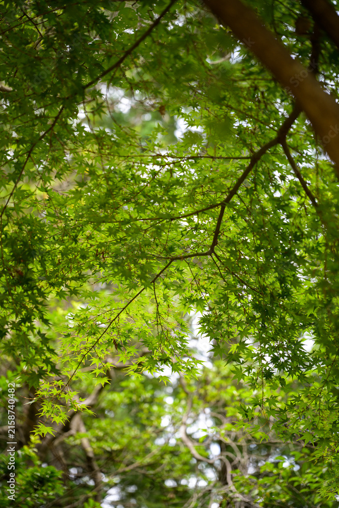 Obraz premium Upward View of Japanese Maple Tree Canopy with Dense Green Leaves and Spreading Branches