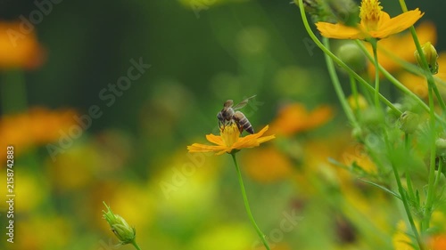 Yellow Cosmos Flowers in a Spring Garden with Bees and Insects Gathering Pollen and Nectar in Nature, Macro Floral Scene with Bright Yellow Blooms