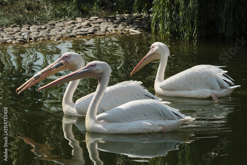 white pelican in the zoo