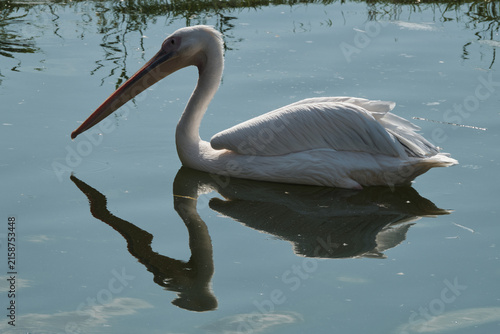 white pelican in the zoo