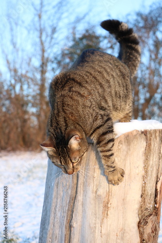 Photography Chat tigré descendant de son arbre