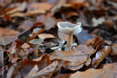 фотографія mushrooms in autumn
