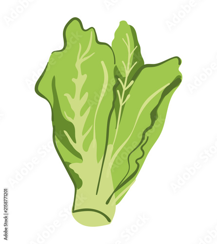 Hand-drawn flat vector illustration of a cabbage.