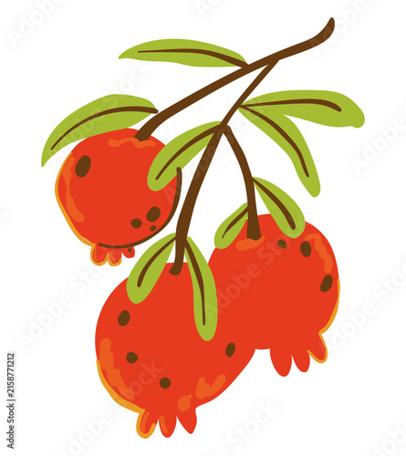 Hand-drawn flat vector illustration of a pomegranate.