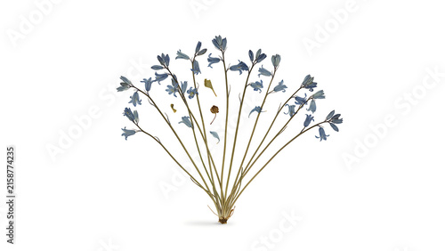 Pressed blue bellflower stems arranged in a vintage herbarium style isolated on a transparent background
