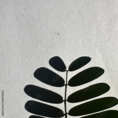 Canvas Print Shadow of a pinnate leaf cast on a textured white paper surface