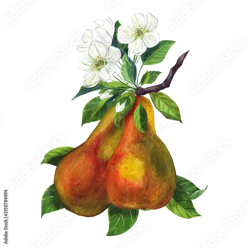 A tree with pears and white flowers, a watercolor illustration for tableware, kitchen goods, textiles, postcards, and packaging