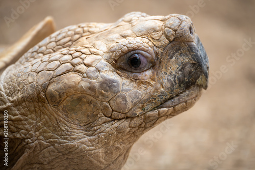 Kopf einer Landschildkröte