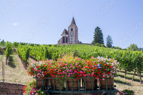 Saint-Jacques-le-Majeur Church in Hunawihr surrounded by vineyards and colorful flowers in summer, Alsace, France