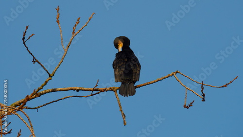 Bild auf Leinwand Cormorant preening on a tree branch.