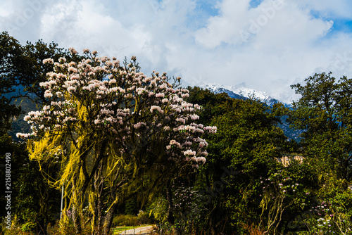 Fotografía Blooming alpine rhododendrons and wild peach blossoms brighten the mountain forests of eastern Tibet in spring