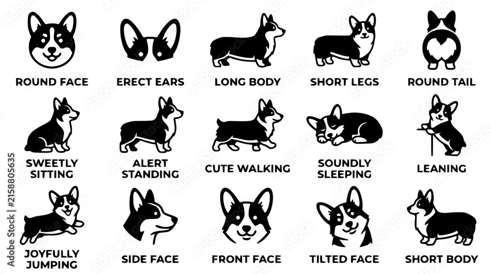 Obraz premium Black and white corgi dog vector illustration set for pet design