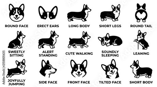 Black and white corgi dog vector illustration set for pet design