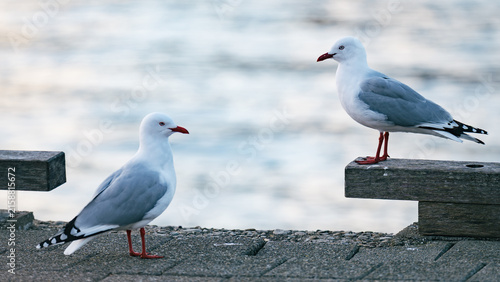 A seagull watches over another at the pier.