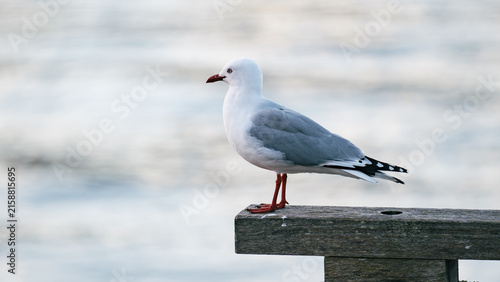 A watchfull seagull looks off into the harbour.