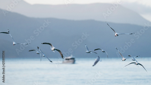 A flock of seagulls flying just above the ocean in the harbour.