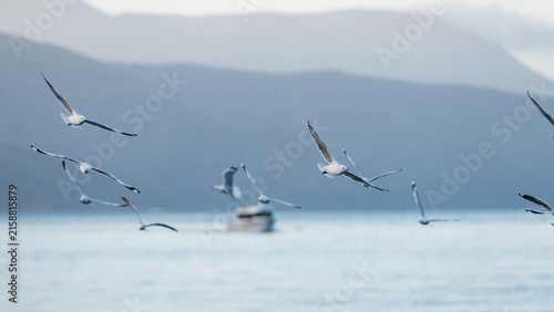 Seagulls fly above the harbour in the evening light.