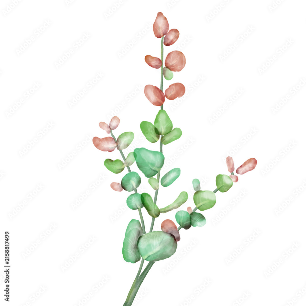 Obraz premium Eucalyptus Branch Botanical Illustration