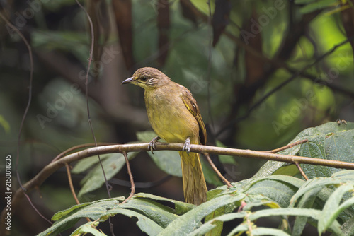 streak-eared bulbul (Pycnonotus conradi) perches on a leafy branch in Cat Tien National Park, Vietnam. Tropical wildlife stock photography.