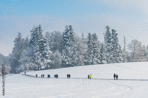 Canvastavla People enjoying winter sledging on a snow-covered hillside beneath frosted trees at Gurten in Bern, Switzerland
