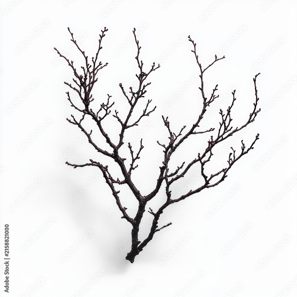 Fototapeta premium solitary bare dark branch with delicate twigs and tiny buds on a clean white background, minimalist and contemplative