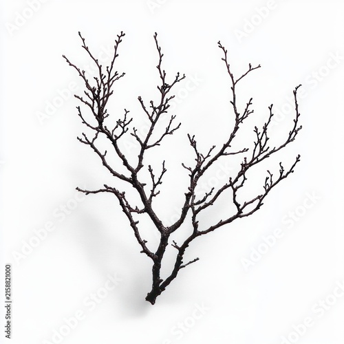 solitary bare dark branch with delicate twigs and tiny buds on a clean white background, minimalist and contemplative