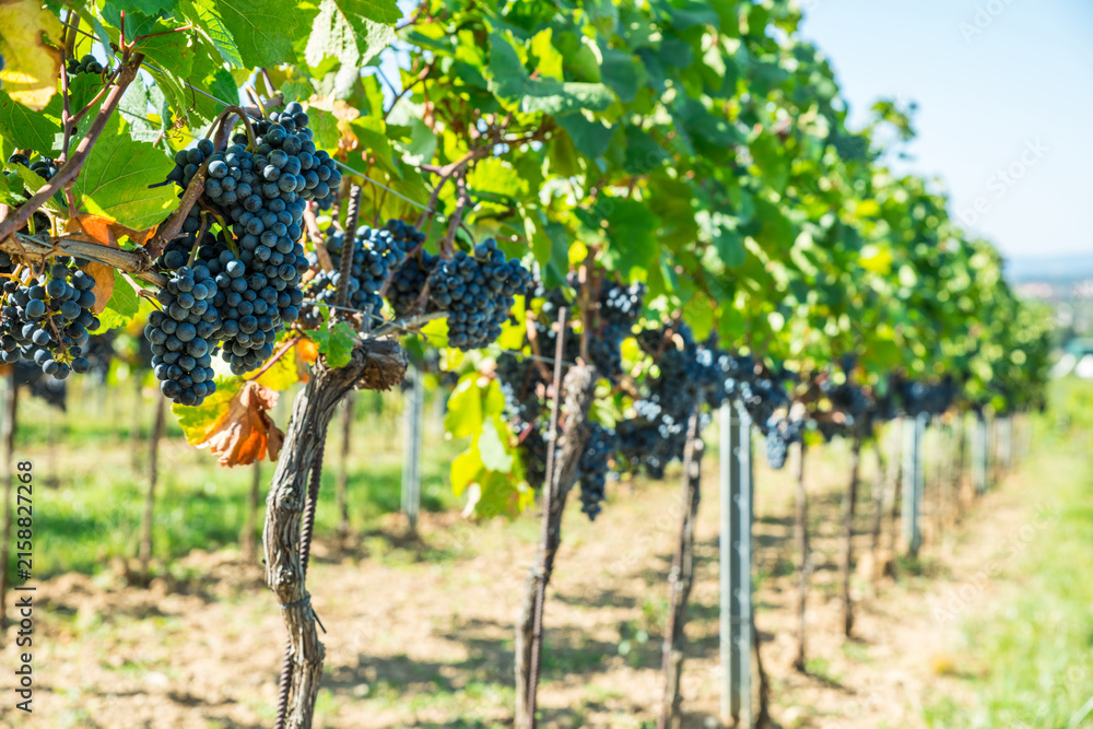Fototapeta premium Ripe black grapes growing in clusters on green vine in sunny vineyard.