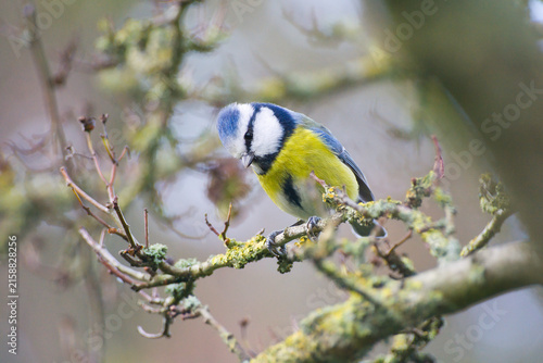 Isolated close-up of a colorful blue tit between branches | Cyanistes caeruleus