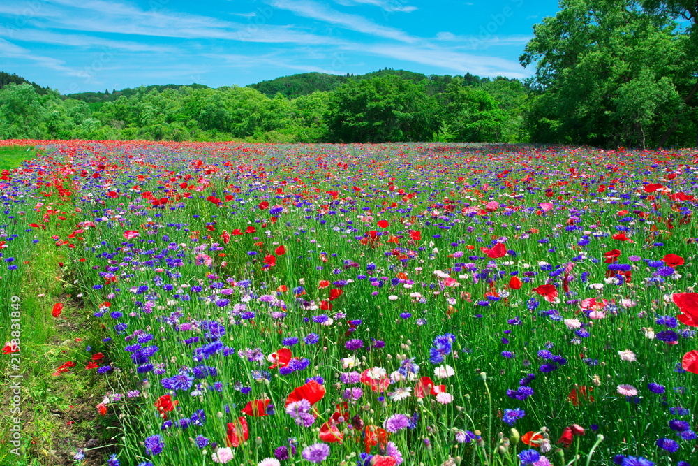 Obraz premium Beautiful wildflower meadow with red poppies and purple cornflowers under blue sky