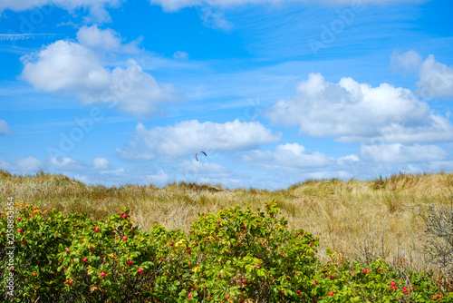 Vegetation, Vejbystrand, Schonen, Schweden