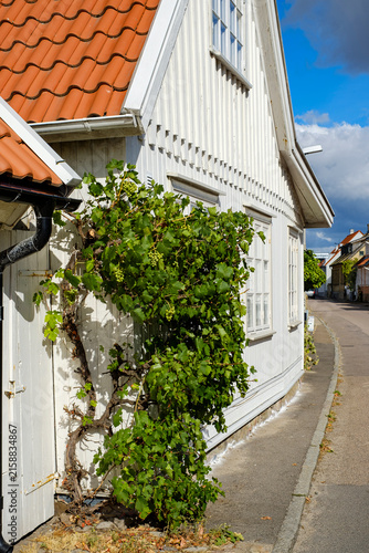 Ein Weinstock wächst am Straßenrand vor einer traditionellen Gebäudestruktur in Torekov, Schonen, Schweden.